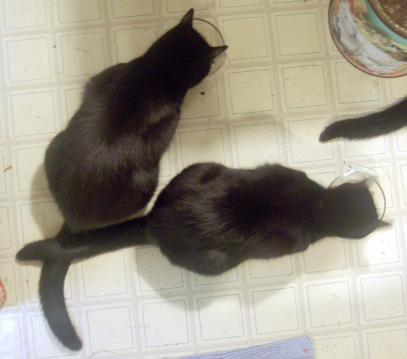 two black cats eating with tails crossed.