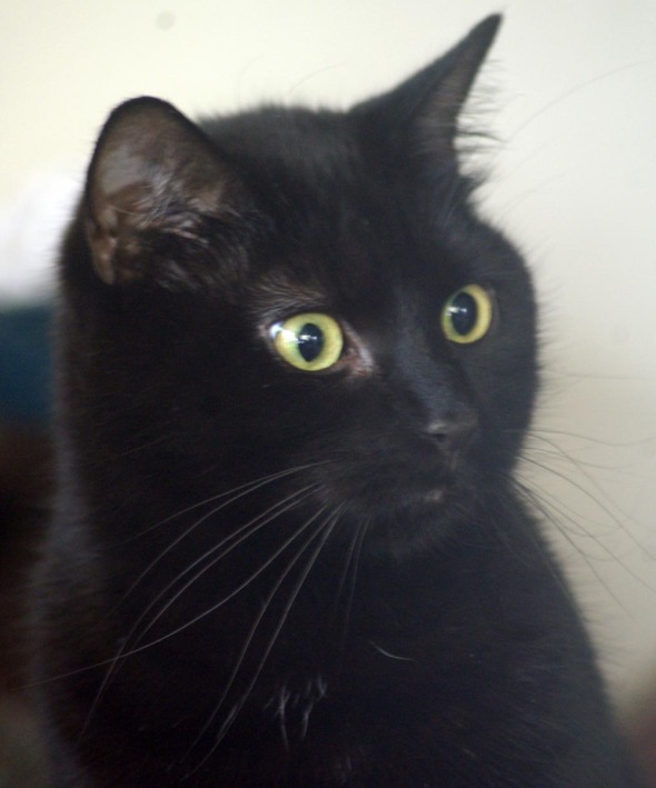 black cat with surprised look