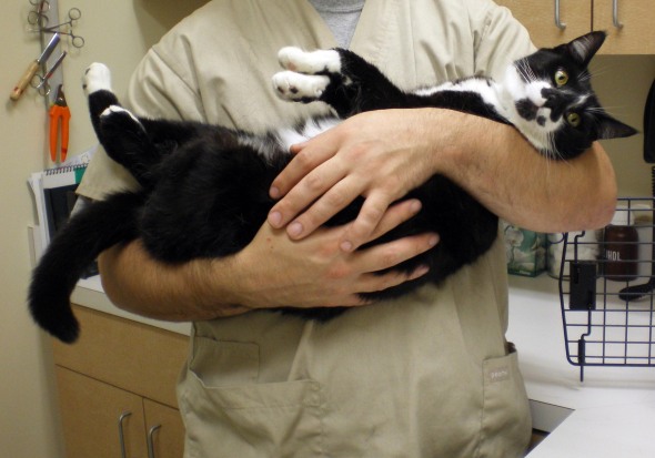 black and white cat being held