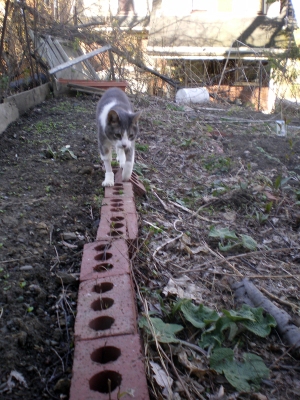 Namir stays carefully on the brick edge after inspecting the new lettuce sprouts.