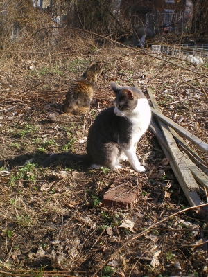 two cats in spring garden