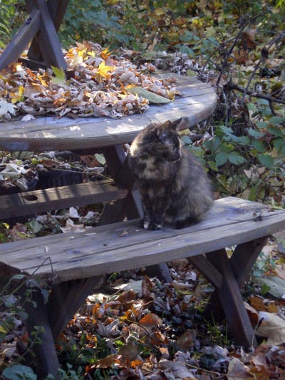 Cookie onthe Picnic Bench