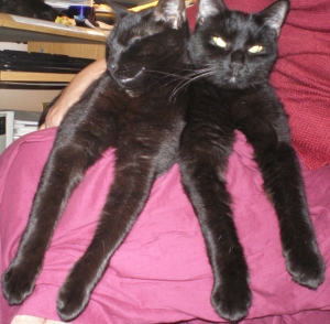 two black cats on lap