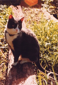 a photo of Bootsie, the gray and white cat I had growing up