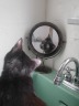 photo of cat looking in mirror
