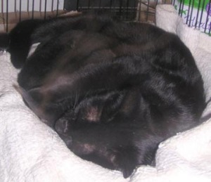 photo of black cat nursing kittens