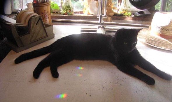 photo of black cat on drawing table