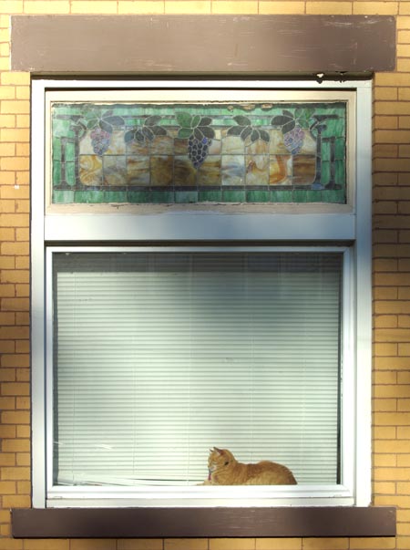 Neighbor's orange cat sleeping on the windowsill