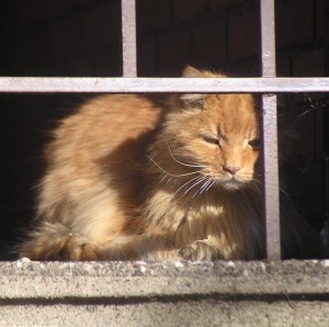 Orange Stray Cat on Porch