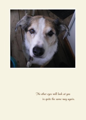 animal sympathy card with dog