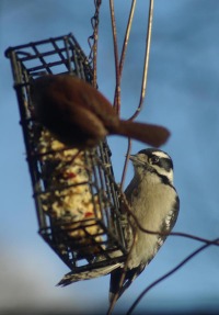 woodpecker and wren at feeder