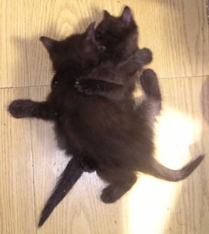 kittens wrestling on the floor