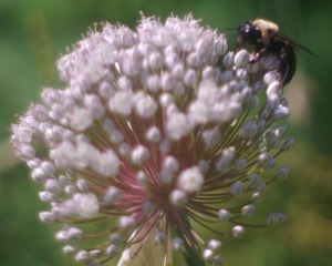 photo of bee on leek flower