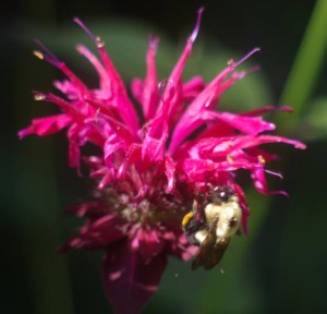 photo of bergamot flower with bee