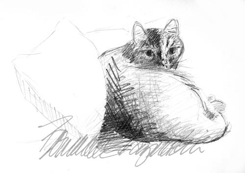 pencil sketch of cat on bed