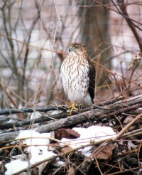 photo of cooper's hawk on brush pile