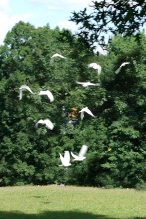 photo of dove release