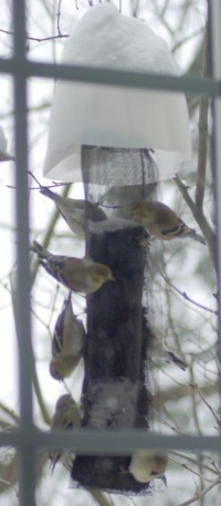 photo of goldfinches on thistle feeder