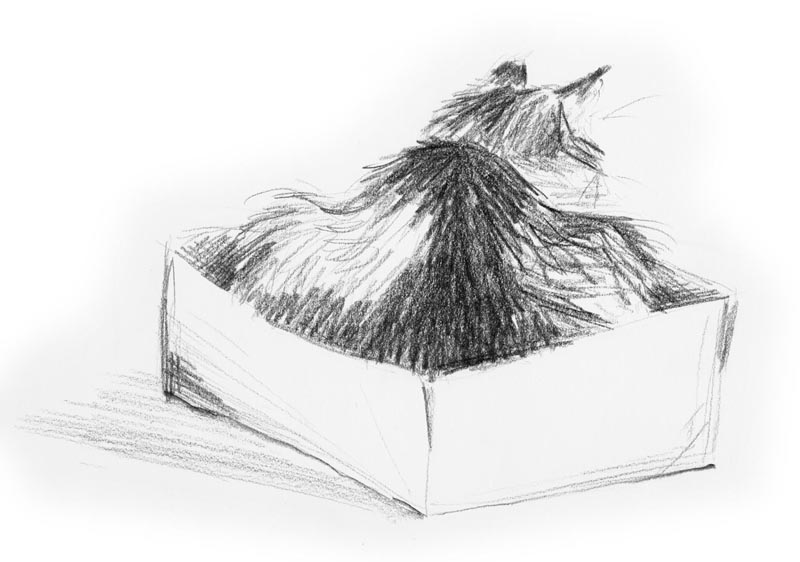 pencil sketch of a cat in a box