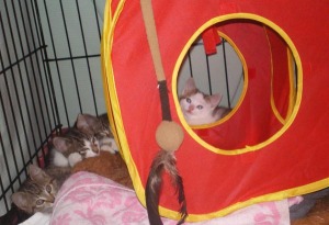photo of kittens in cage with toys and bedding
