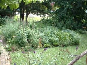 photo of vegetable garden with lawn