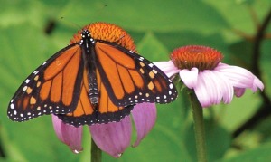 photo of monarch butterfly on echinacea