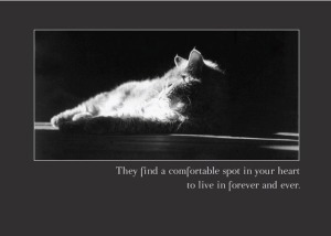 animal sympathy card