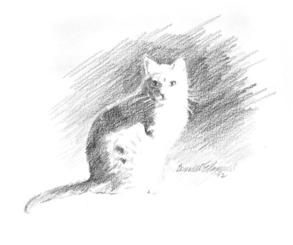 pencil sketch of a cat in sunlight