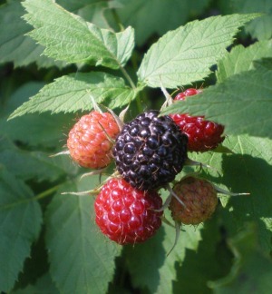 photo of raspberries