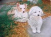 pastel portrait of dogs