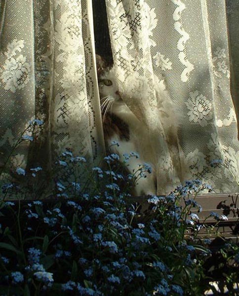 photo of a cat at a window with lace curtain
