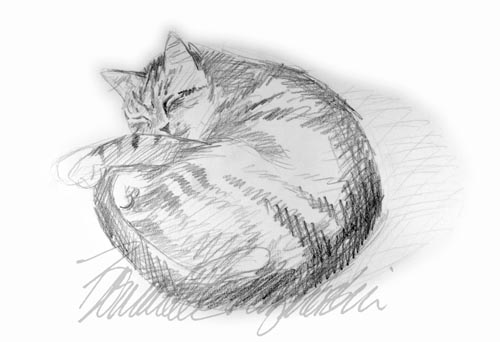 pencil sketch of striped cat sleeping curled
