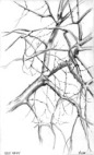 pencil drawing of bare tree branches