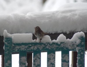 photo of song sparrow on rocker
