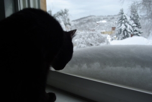 photo of cat sniffing snow