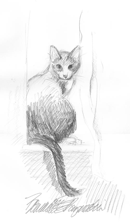 pencil sketch of cat on windowsill