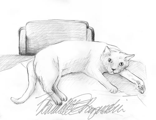 pencil sketch of gray cat on table