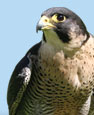 photo of falcon