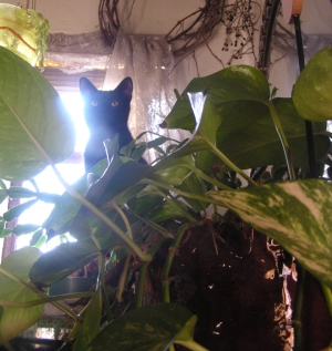 photo of a cat in plants