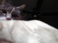 cat peaking over blanket