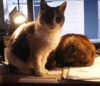 cats on desk