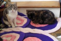 peaches and Kelly on the butterfly rug