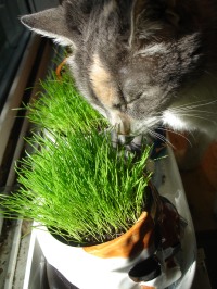 kitty enjoys her greens
