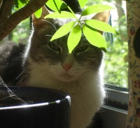 Photo of cat with plant