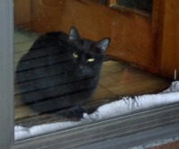 photo of black cat at door
