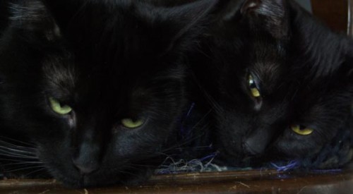 photo of two black cats on chair