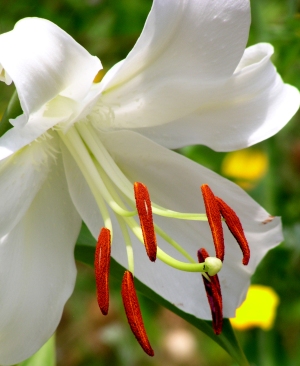 photo of easter lily