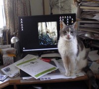 photo of Peaches on my desk