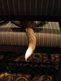 photo of dog's tail on chair