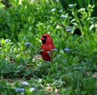 photo of cardinal in grass